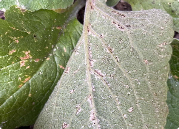 Meeldauw herkennen in je plant, vingerhoedskruid met valse meeldauw | Dr. Botani