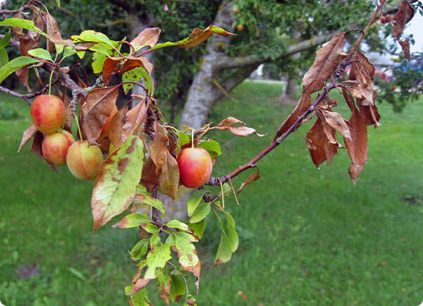 bacterievuur in boom herkennen, bruine bladeren in fruitboom, bladeren met bruine rand | Dr. Botani