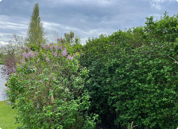 Ligusterhaag onderhouden alle tips op een rij voor een mooie, volle erfafscheiding | Dr.Botani