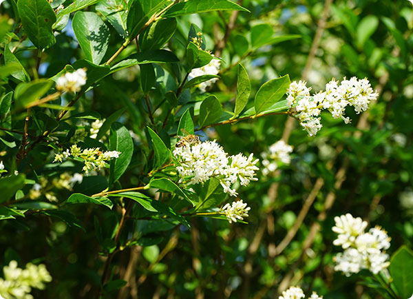 Liguster haag in bloei | Dr. Botani