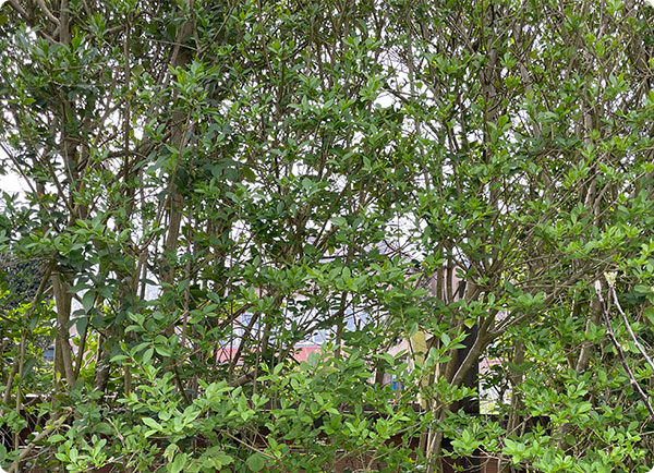 Liguster snoeien om kale plekken in haag te voorkomen | Dr. Botani