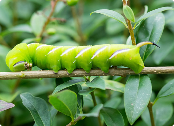 rups in liguster, bestrijden op biologische wijze | Dr. Botani