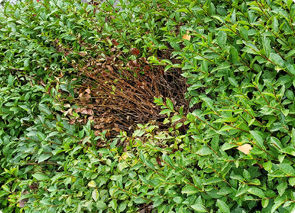 kale plekken, liguster ziek? verwelkingsziekte in liguster | Dr. Botani