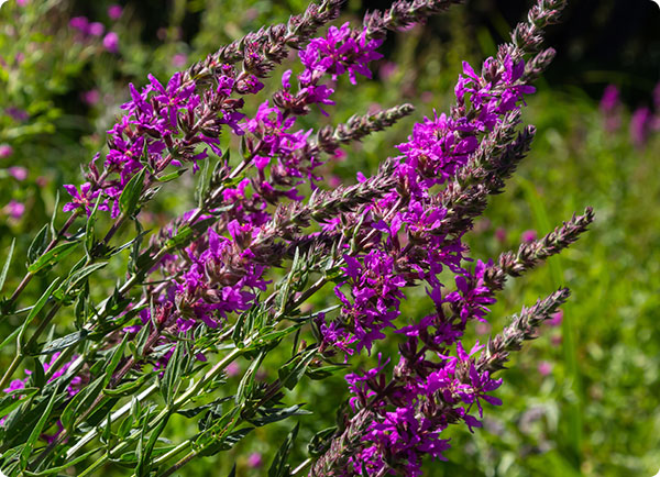 Inheemse planten: Kattenstaart | Dr. Botani