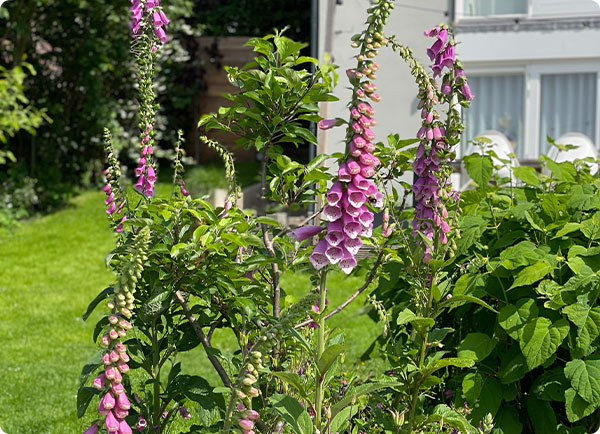 Inheemse planten: vingerhoedskruid | Dr. Botani